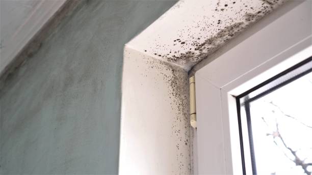 Best Post-Construction Mold Inspection  in Land O Lakes, FL