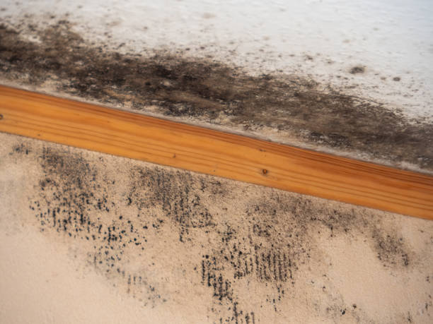 Best Dehumidification Services  in Land O Lakes, FL