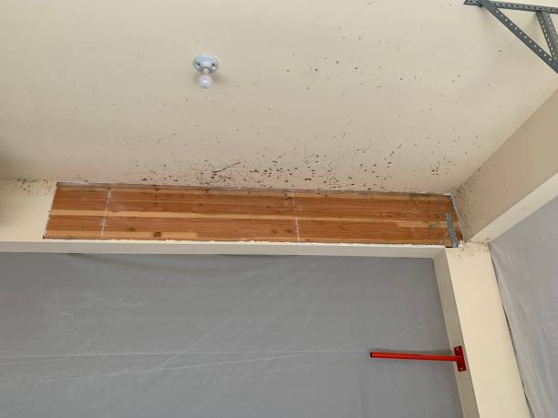 Best Biohazard Mold Removal  in Land O Lakes, FL