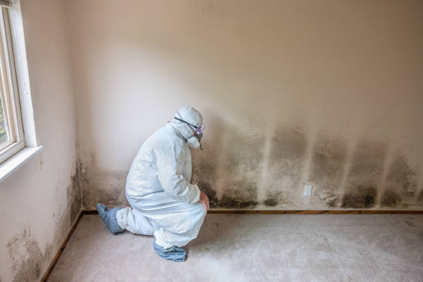 Best Real Estate Mold Inspection  in Land O Lakes, FL