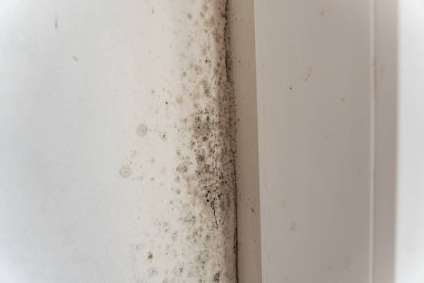 Best Residential Mold Inspection & Testing  in Land O Lakes, FL